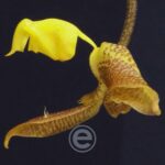 Gongora Seideliana - Sem flor