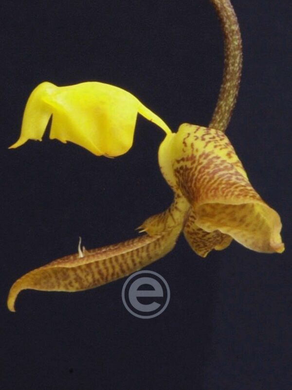Gongora Seideliana - Sem flor