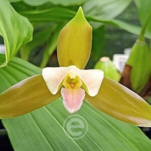 Lycaste x Niesseniae