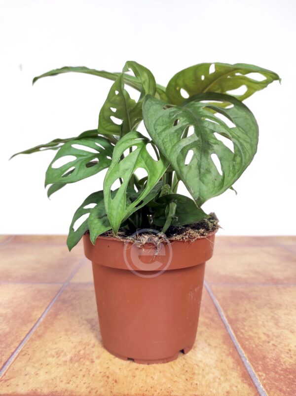 Monstera Obliqua 'Leichtlinii' - Image 2