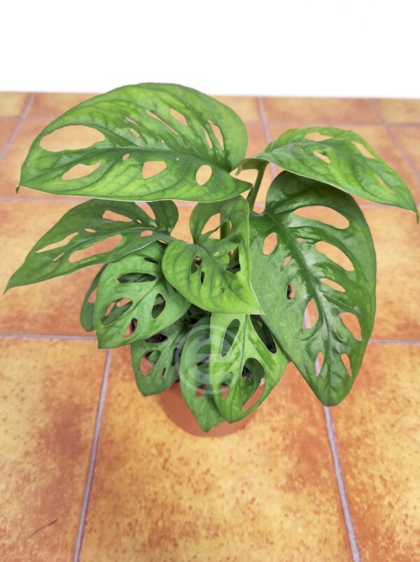 Monstera Obliqua 'Leichtlinii'