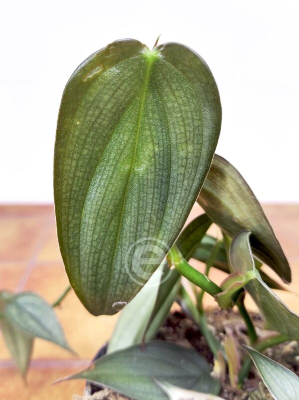 Philodendron 'Burble Max Fantasy'