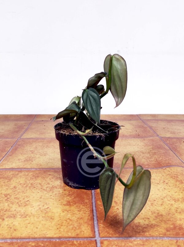 Philodendron 'Burble Max Fantasy' - Image 2