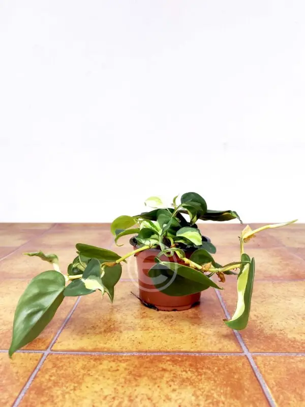 Philodendron Cream Splash - Image 2