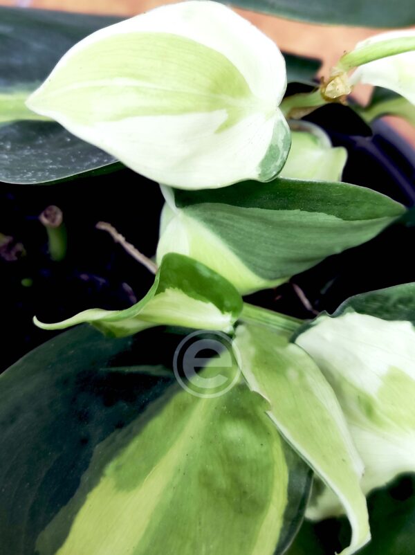 Philodendron Cream Splash