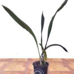 Stanhopea x Herrenhusana - Sem flor