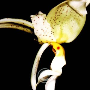 Stanhopea Ruckeri - Sem flor