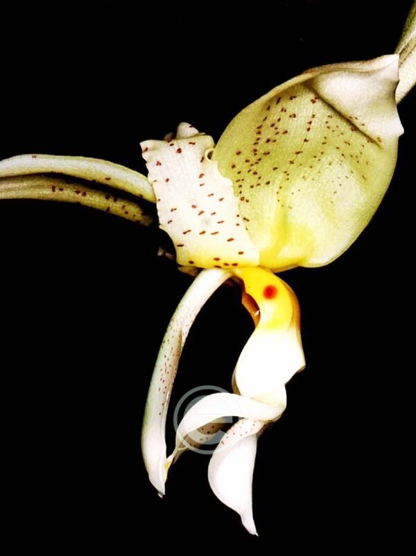 Stanhopea Ruckeri - Sem flor