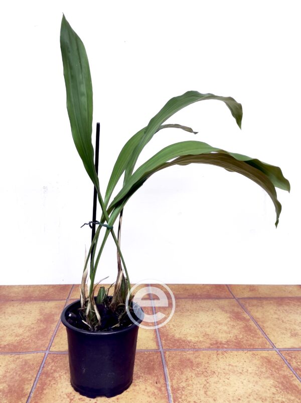 Stanhopea Ruckeri - Sem flor - Image 2