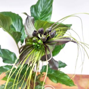 Tacca Chantrieri