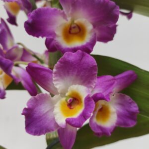 Dendrobium Nobile