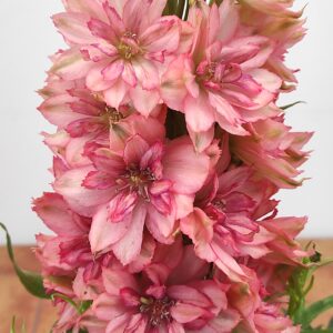 Delphinium 'Red Lark'