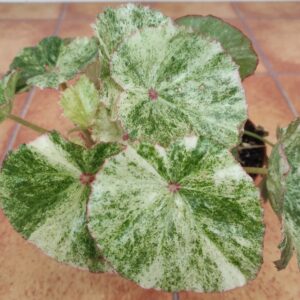 Begonia 'Rouge Variegata'