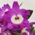 Dendrobium Nobile