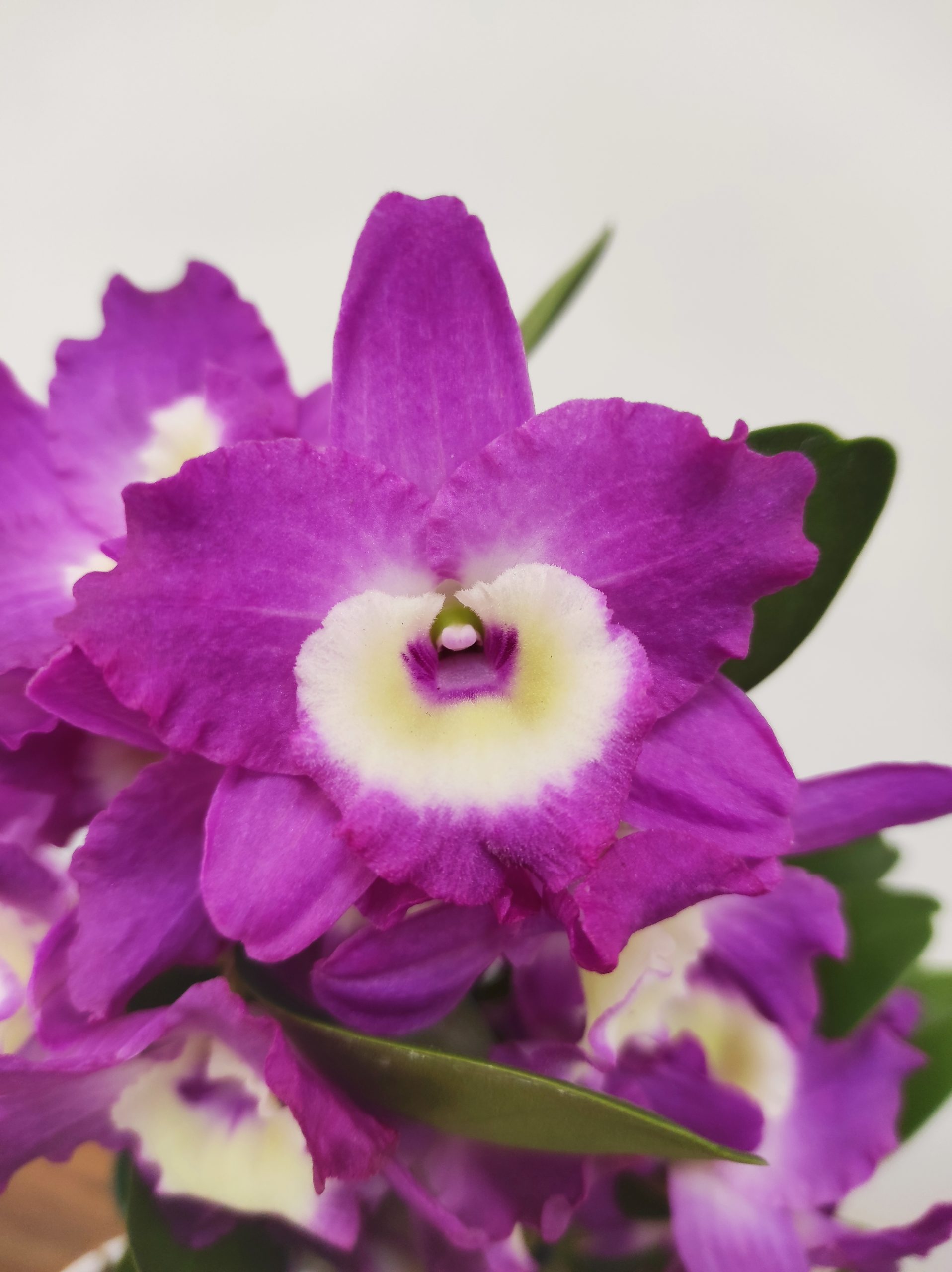 Dendrobium Nobile