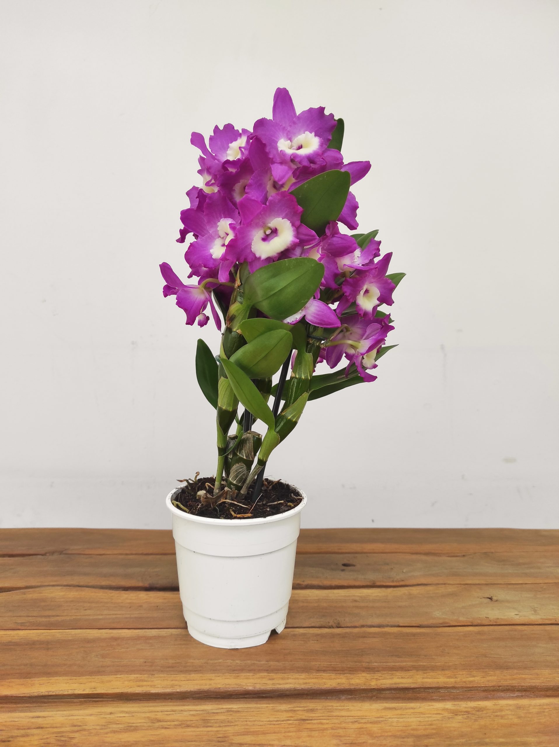 Dendrobium Nobile - Image 2