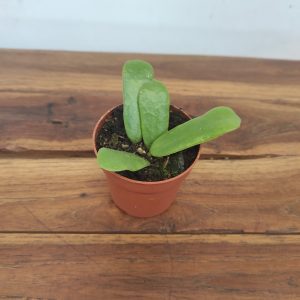 Hoya Rotundifolia V.6