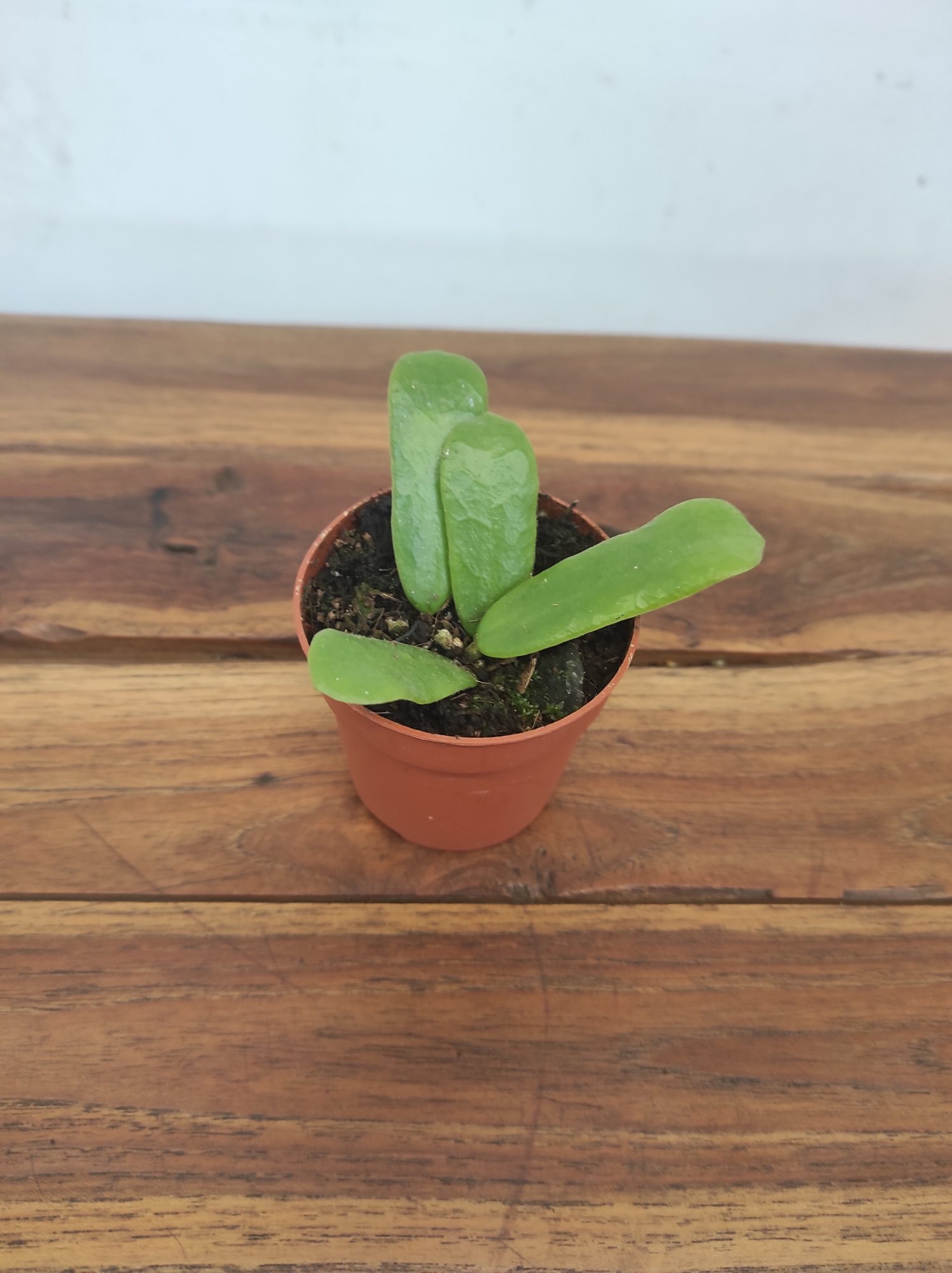 Hoya Rotundifolia V.6