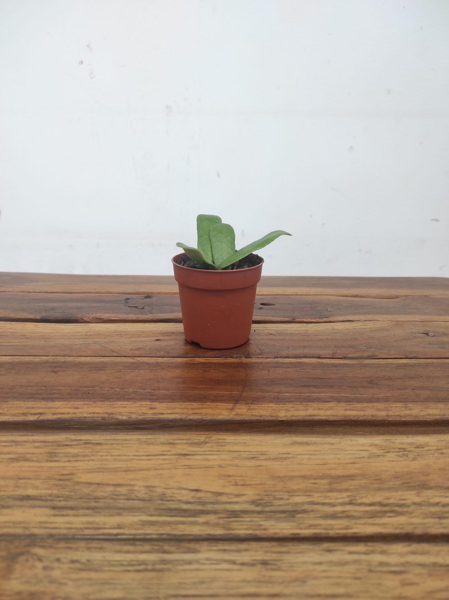 Hoya Rotundifolia V.6 - Image 2