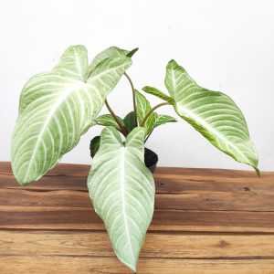 Xanthozoma Lindenii Mint