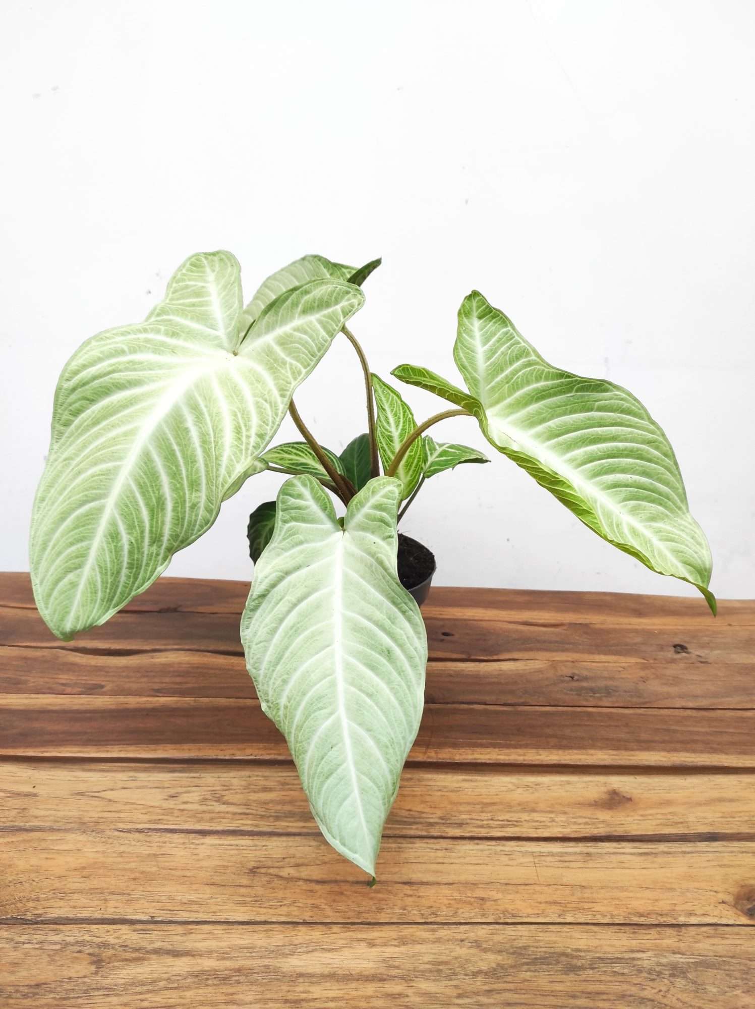 Xanthozoma Lindenii Mint