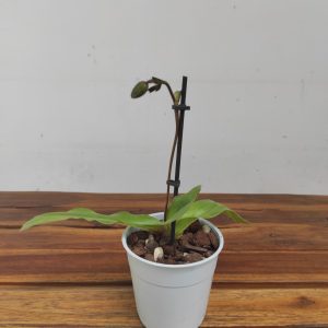 Paphiopedilum Pinocchio - Sem Flor