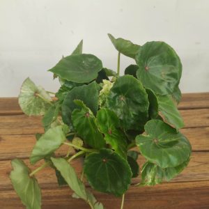 Begonia Conch. 'Rouge Variegata' V.13