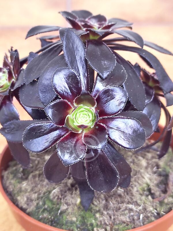 Aeonium Schwarzkopf
