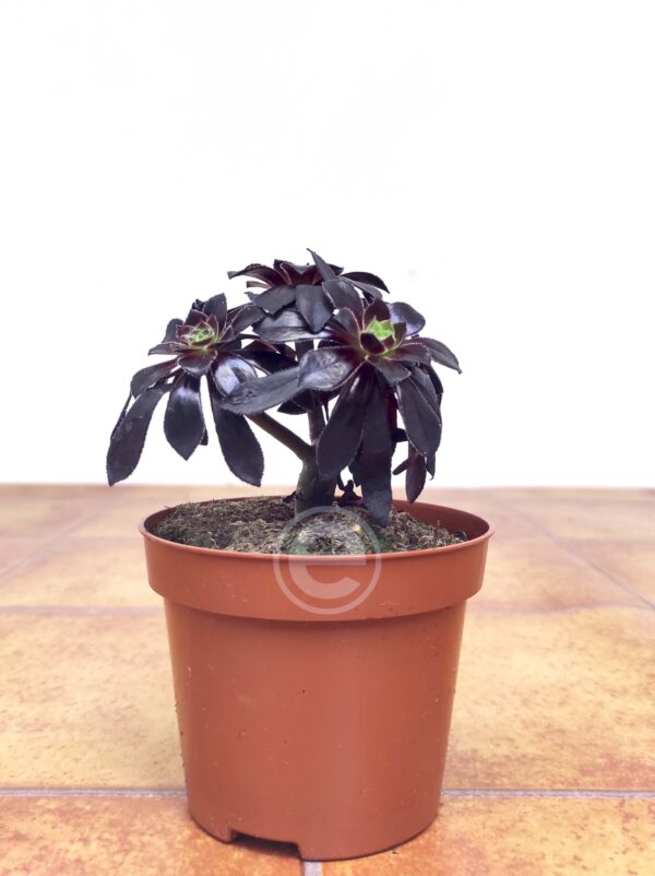 Aeonium Schwarzkopf - Image 2