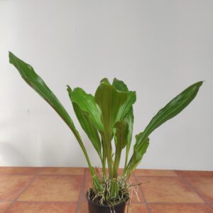 Gongora Retrorsa - Sem Flor