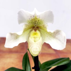 Paphiopedilum Rosy Dawn V.12