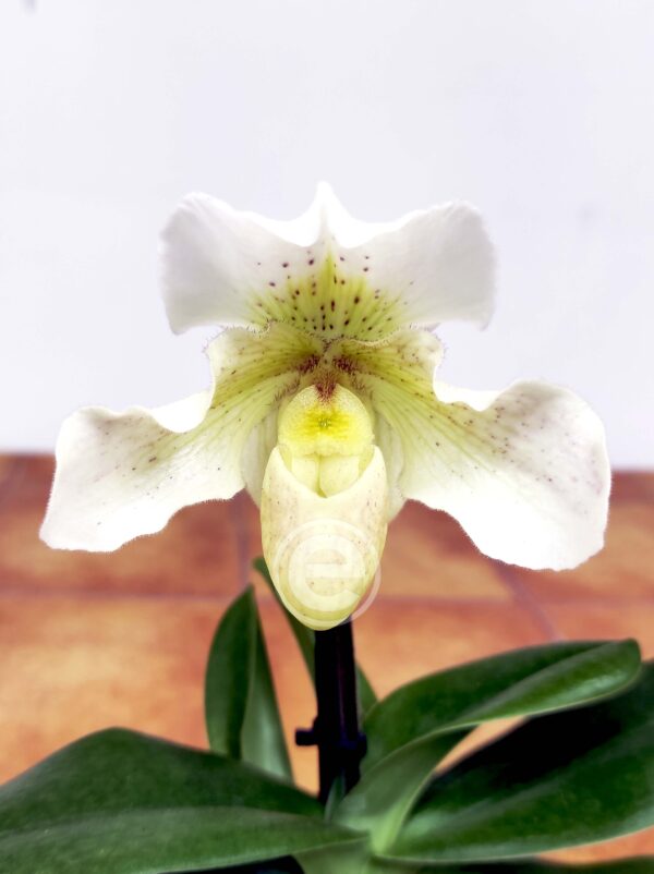 Paphiopedilum Rosy Dawn V.12