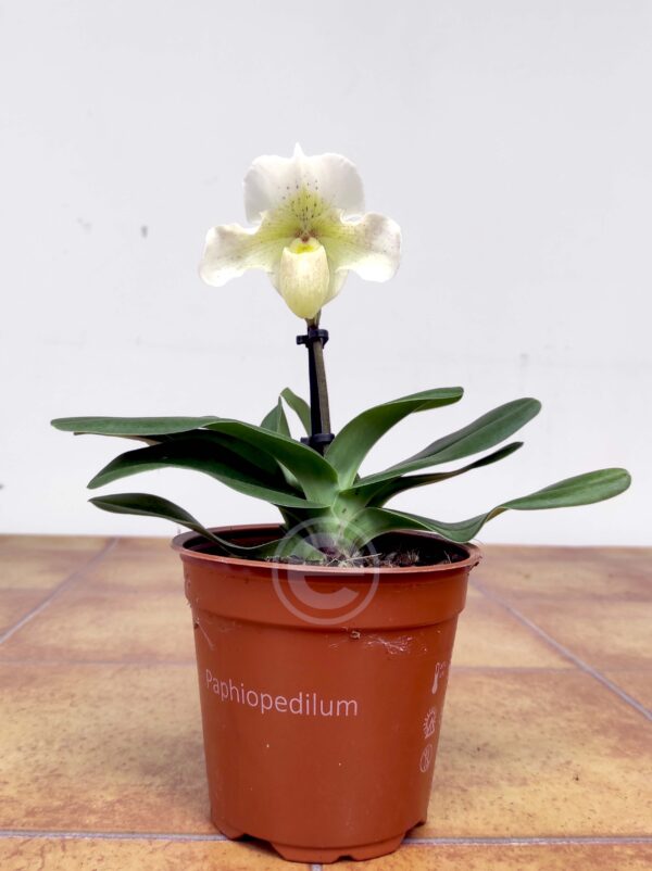 Paphiopedilum Rosy Dawn V.12 - Image 2