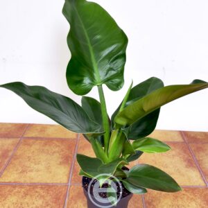 Philodendron Imperial Green