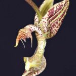 Gongora Truncata - Sem Flor