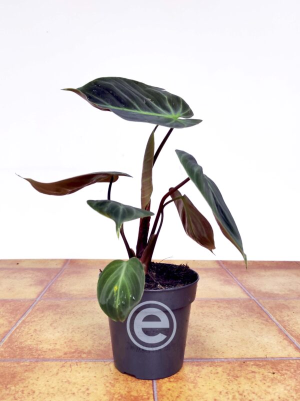 Philodendron Verrucosum - Image 2