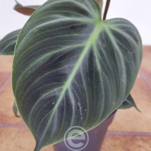Philodendron Verrucosum