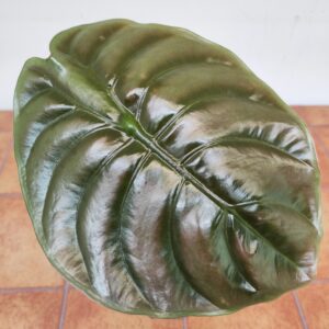 Alocasia Cuprea Red Secret