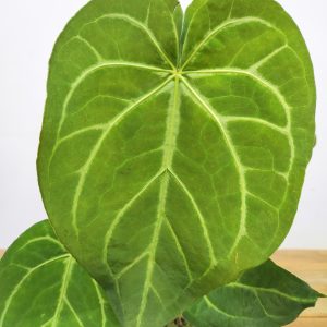 Anthurium Magnificum