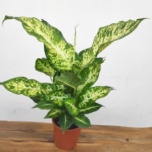 Dieffenbachia 'Mars'