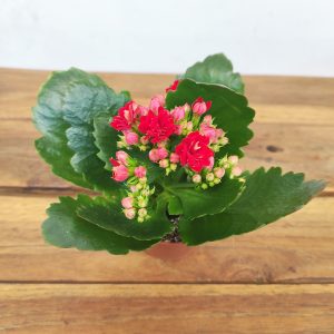 Kalanchoe Rosalina V.6