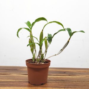 Dendrobium Farmeri  - Sem Flor