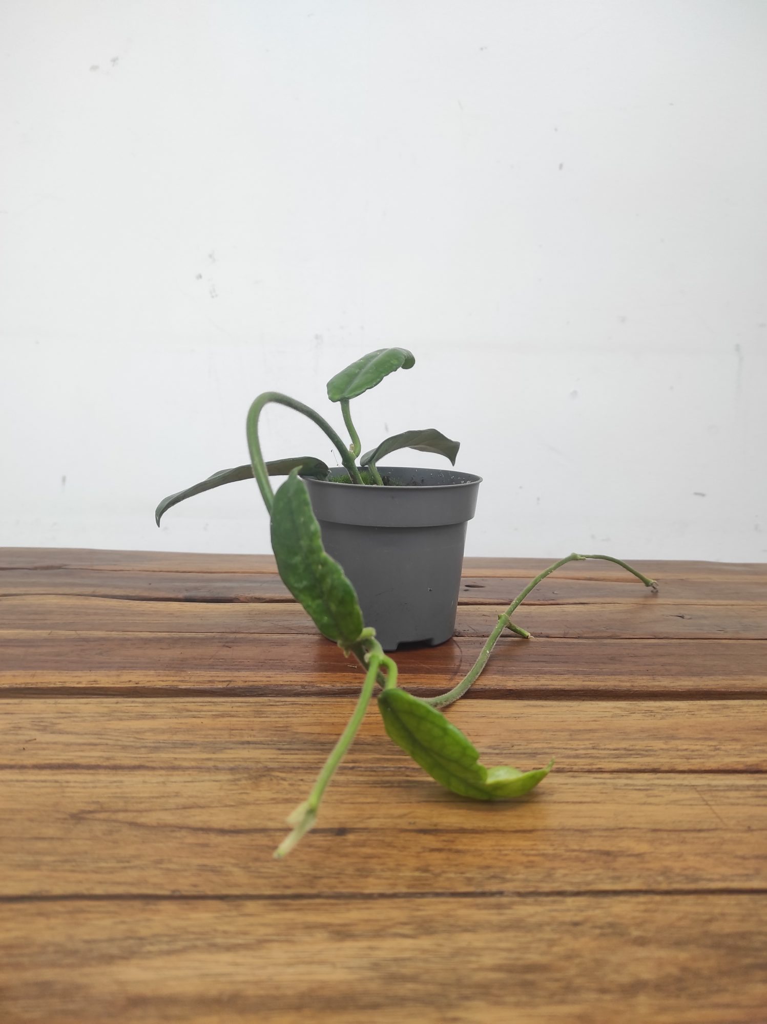 Hoya Globulosa V.10 - Image 2