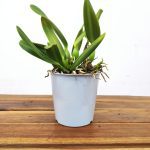 Cattleya Sem Flor - V.12