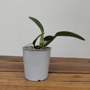 Cattleya Sem Flor - V.12