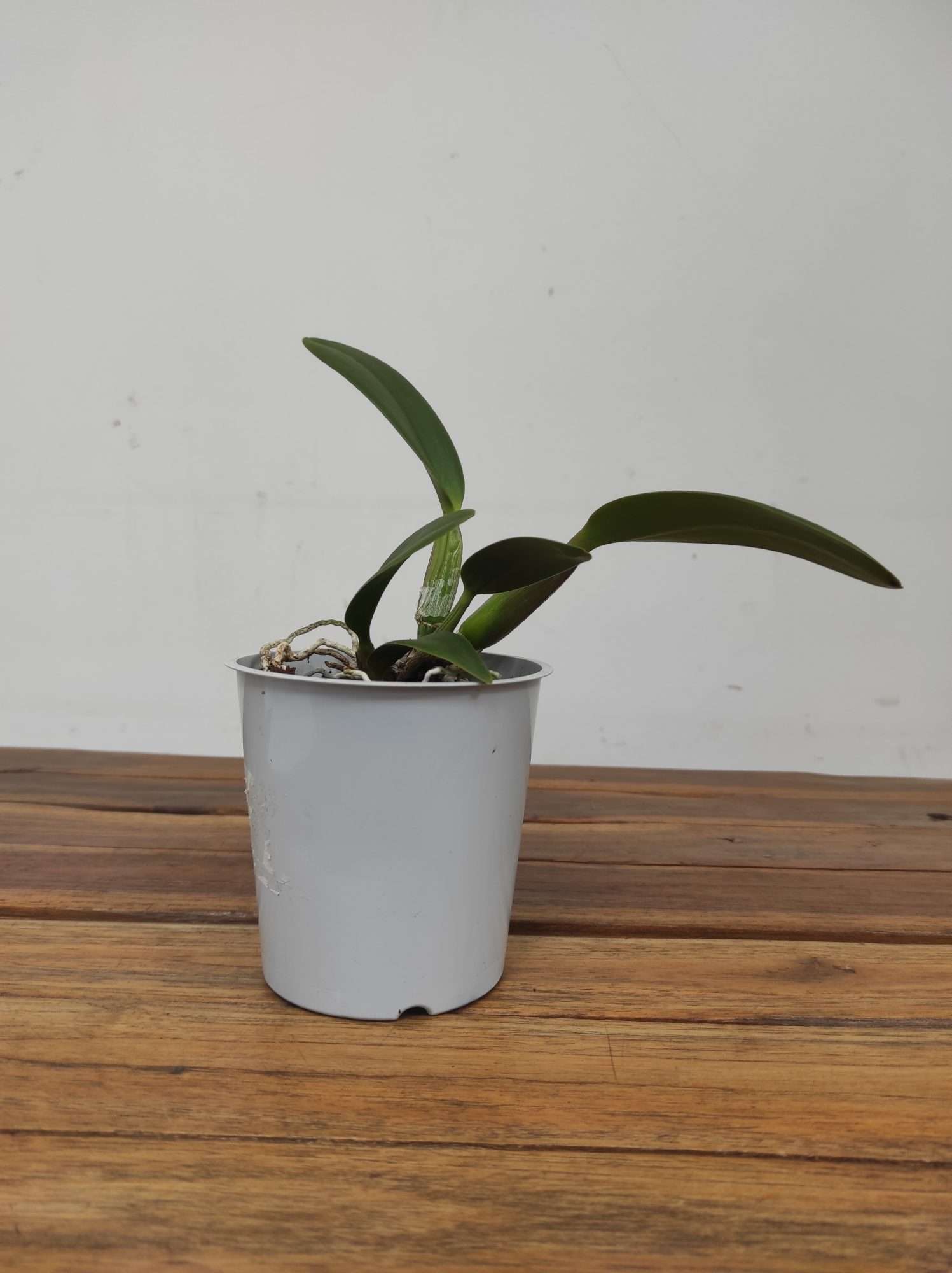 Cattleya Sem Flor - V.12