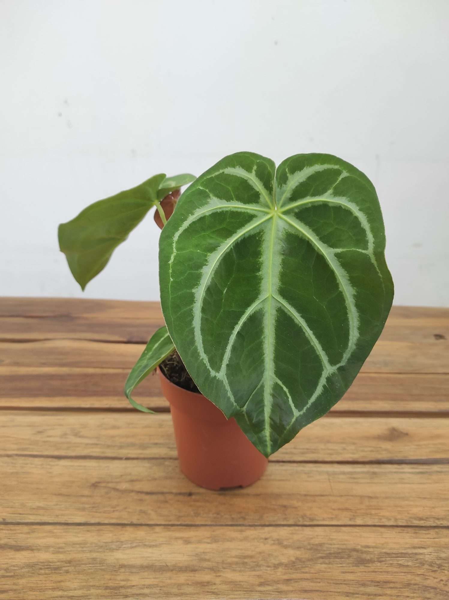 Anthurium Magnificum - Image 2