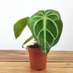 Anthurium Magnificum