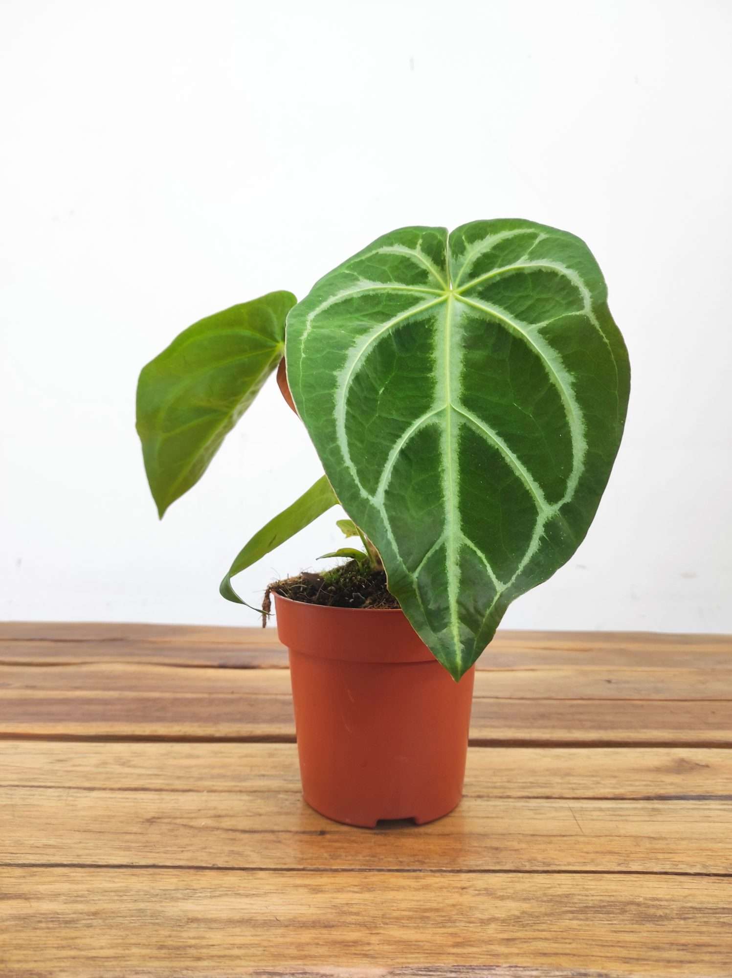 Anthurium Magnificum