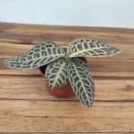 Labisia Rotundifolia Turtle Back